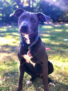 Blue American staffy X Listing Image