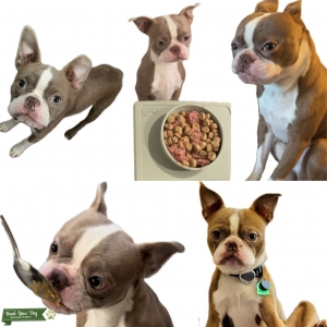 Handsome lilac AKC & DNA registered stud Boston Terrier is single and ready to mingle! Listing Image