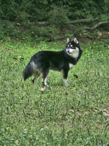 PERFECT Pomsky - Blue Eyed Pocket Polar Pal Listing Image