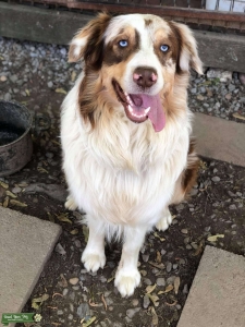 Beautiful red Merle  Listing Image