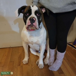 American bulldog Listing Image
