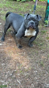 Gray Eyed American Pocket Bully Listing Image