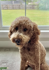 Red Moyen Poodle  Listing Image