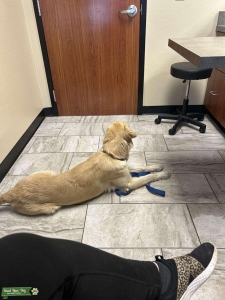 Golden retriever  Listing Image