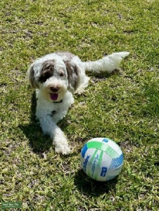 RARE AKC Portuguese Water Dog Stud Listing Image