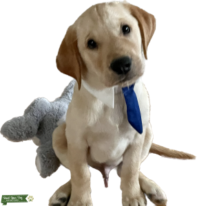 Goldador (aka- Labrador and Golden Retriever ) Listing Image