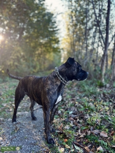 Cane corso mix  Listing Image