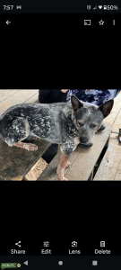 Looking to maybe stud my Blue heeler. Listing Image