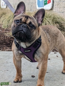 AKC/UKC  Listing Image