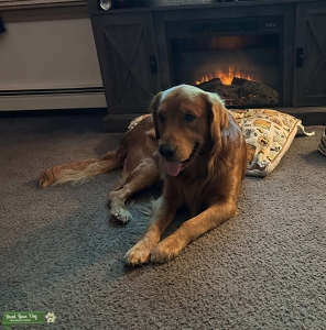 Brady the Red Dog Listing Image