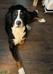 Bernese Mountain Dog Listing Image