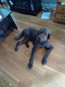 F1BB Goldendoodle  Listing Image