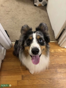 Blue Merle Mini Australian Shepherd Listing Image