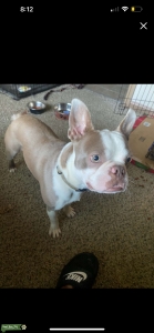 Beautiful Lilac Proven AKC stud Listing Image