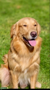 AKC Golden Retriever  Listing Image