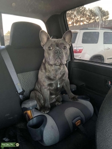 Blue brindle stud Listing Image