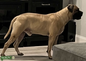 AKC Fawn Bullmastiff Listing Image