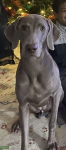 Gray Weimaraner  Listing Image