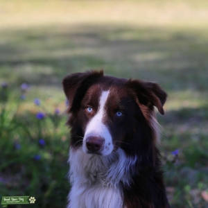 Australian shepherd for stud Listing Image