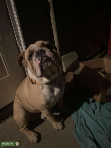 Olde english bulldog  Listing Image