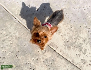 Mini Female Yorkie Listing Image