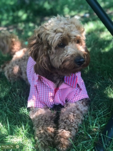 Miniature Goldendoodle  Listing Image