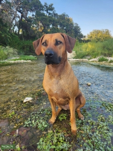 Zola - Athletic, sweet disposition Rhodesian Ridgeback female, pedigree, Embark DNA tested, Listing Image