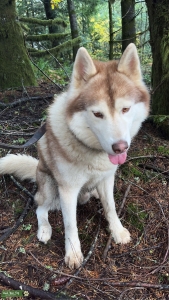 Red Siberian husky  Listing Image