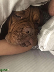 Dogue de Bordeaux Listing Image