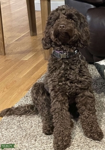Miniature Australian Labradoodle  Listing Image