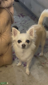 Long hair cream/white apple head Chihuahua  Listing Image