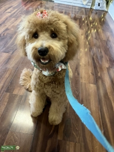 Abbey is our F1 25 lb mini goldendoodle! Listing Image