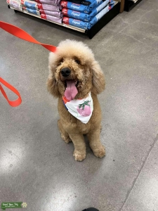Female doodle in heat Listing Image