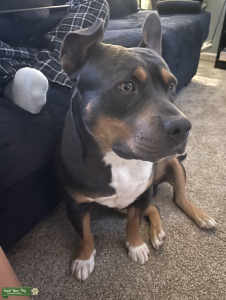 Tri Color Male Bully Listing Image