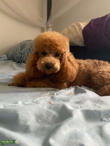 Toy Poodle  Listing Image