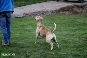 Proven rednose amstaff Listing Image