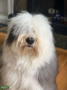 Old English Sheepdog Stud Avialable Listing Image