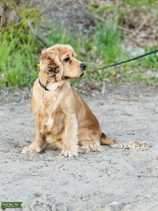 1 yr old Cocker Spaniel Listing Image