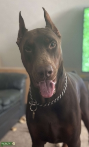 Red European Doberman Listing Image