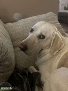 Looking to make puppies  Listing Image