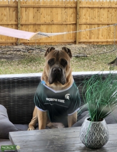 Cane corso Listing Image