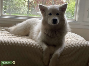 AKC pedigree&breeder license Malamute Female Listing Image