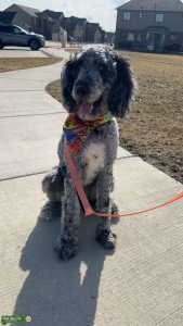 Blue Merle Standard Poodle Listing Image
