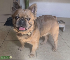 Visual Fluffy French Bulldog  Listing Image