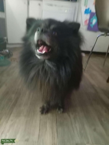 Black Pomeranian stud  Listing Image