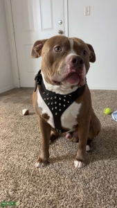 Stud for breeding Listing Image