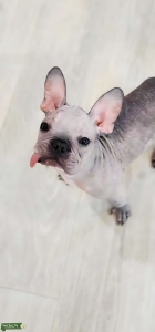 Omega - The Hairless French Bulldog Stud Listing Image