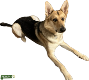 German Shepherd  Listing Image