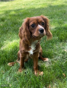 Beautiful Ruby Cavalier  Listing Image