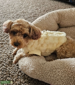 Teacup poodle  Listing Image